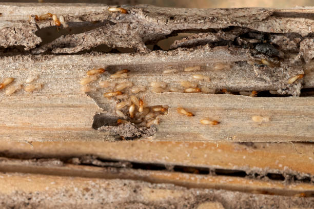 Best Affordable Pest Control Services  in Shell Lake, WI